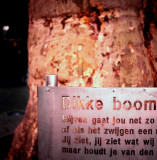 Dikke Boom