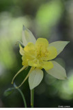 Yellow Columbine 2