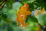 Flame Azaleas at Moses Cone on Blue Ridge Parkway