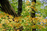 Flame Azaleas at Moses Cone on Blue Ridge Parkway 2