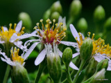 Flowers at Crabtree Falls