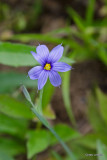 Blue Eyed Grass in Cades Cove