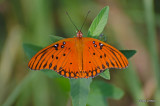 The Gulf Fritillary