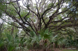 Tree Lined Trail