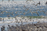 Royal Tern in Winter Flight