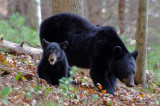 Bear Cub and Mother Back at Cades Cove