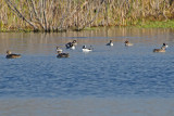 Ducks on Bluebill Pond