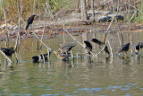 Brown Headed Cowbirds