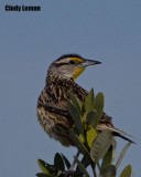 Eastern Meadowlark at Merritt Island NWR 2