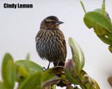 Female Red Winged Blackbird at Merritt Island NWR