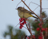 Palm Warbler 2 at Merritt Island NWR