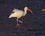 White Ibis Merritt Island NWR