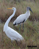 Wood Stork and Great Egret
