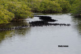 Line of American Coot