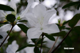 Bok Tower Garden White Azalea