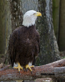 Bald Eagle at Homosassa Springs 2
