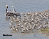 Brown Pelican, Marbled Godwit, Lesser Yellowlegs and Willlets