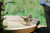 Song Sparrow Taking a Bath