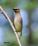 Thrushes, Thrashers, Waxwings and Starlings of Southeastern US