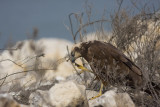 Marsh Herrier