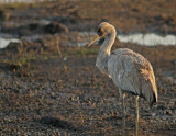 Common Crane