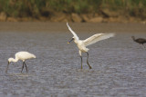 Spoonbill
