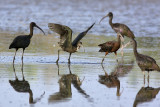 Glossy Ibis