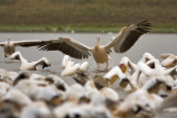 pelican