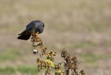 Red Footed Falcon
