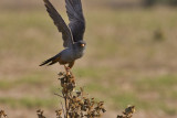 Red Footed Falcon