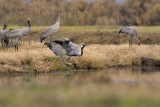 Common crane