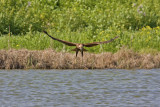 Marsh Herrier