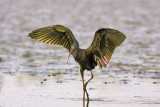 Glossy Ibis