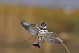 Pied Kingfisher