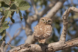 Little Owl