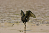 Glossy Ibis