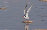 Common Tern