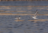 Little Tern