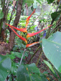 Colon, Panama -Gamboa rainforest