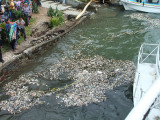 Puerto Quetzal, Guatamala-small round rocks floating in the water called puma (or pumice) from the volcano