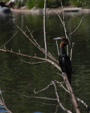 Sitting On A Branch