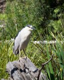 Stumped Herron