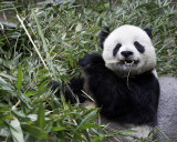 Bamboo Chompin Panda