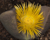 Blooming Living Stone Succulent