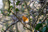 Our Robin