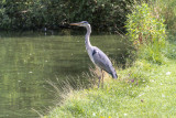 At the Village Pond