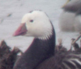 Rosss Goose - 1-20-11 Tunica Co. Blue Morph - head and neck