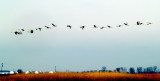 Sandhill Cranes - -2-1-11 - 19 Tunica Co, MS