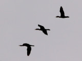 Neotropic Cormorant - 9-13-07 Ensley.