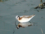 Wilsons Phalarope - 5-1-11 Ensley at Dusk -